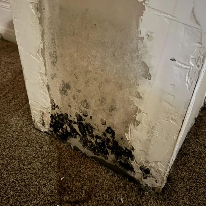 Professional Mold Removal in Princeton, MO